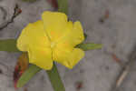 Coastal sand frostweed